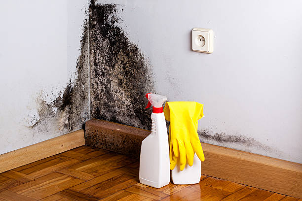 Best Mold Odor Removal Services  in Laconia, NH